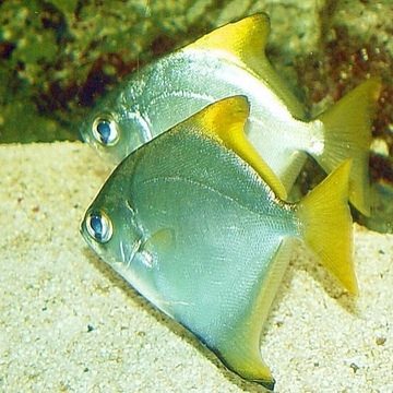 Монодактил серебряный (Серебряная ласточка) - морской, размер М