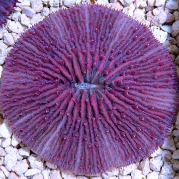 Фунгия фиолетовая (Коралл грибовидный),  М