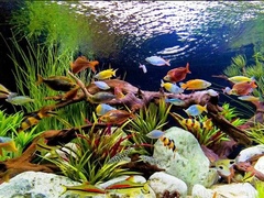 Пресноводные аквариумы