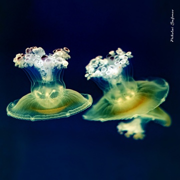 Медуза яичница, размер L 4-5 см