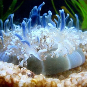 Медуза сидячая - кассиопея 6-8 см