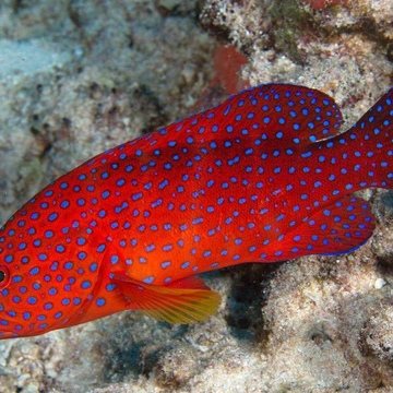 Групер красный коралловый, L