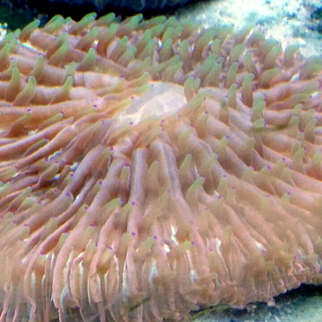 Фунгия зеленая (Коралл грибовидный),  M