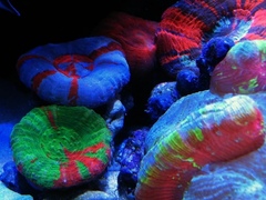 Жесткие кораллы