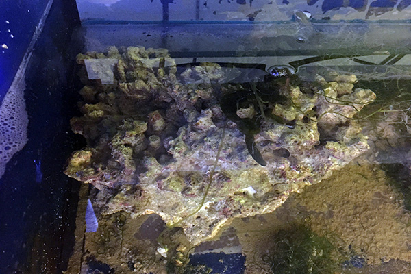 грунт и камни в аквариум